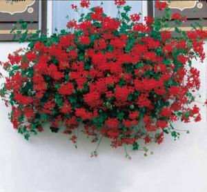 geranium_lierre_rouge_r00010335081_0